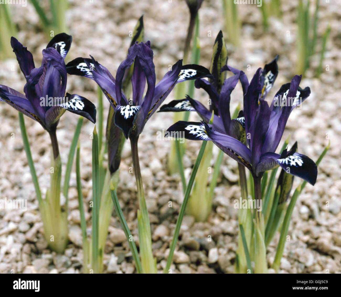 Iris - `Pauline' - (Reticulata)   BUL065828 Stock Photo
